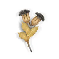 Buccellati Thistle corsage clip “Cardo”